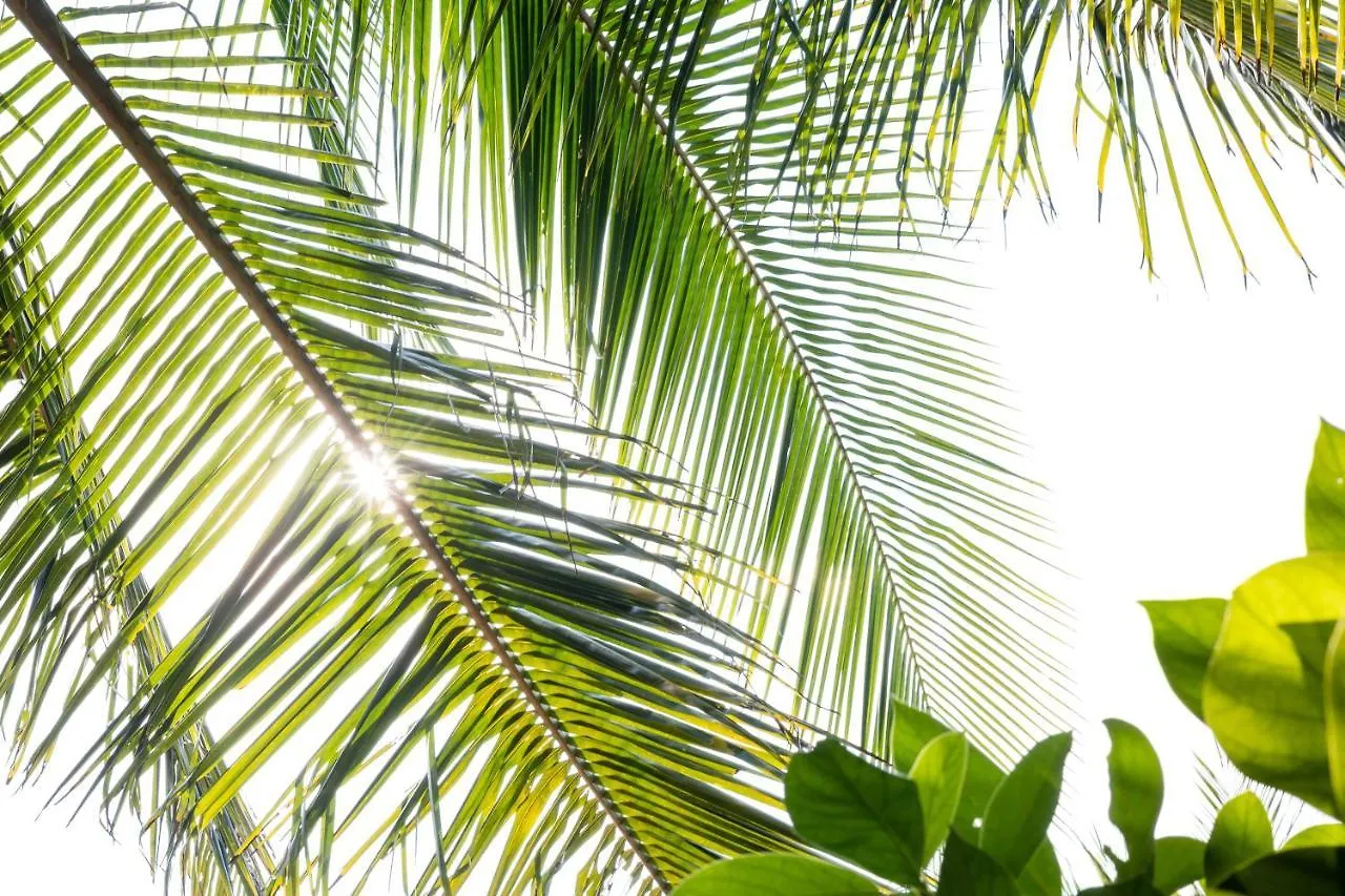 Under The Coconut Tree Hoi An Homestay