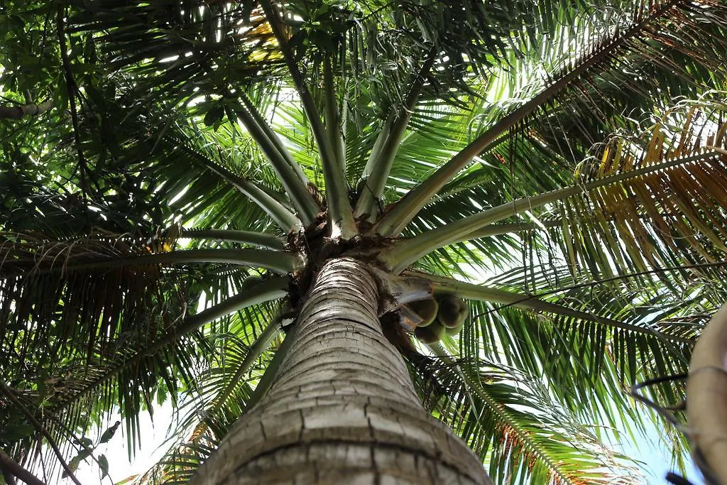 Under The Coconut Tree Hoi An Homestay